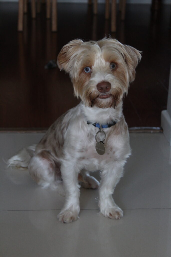 Levi - Pet photography