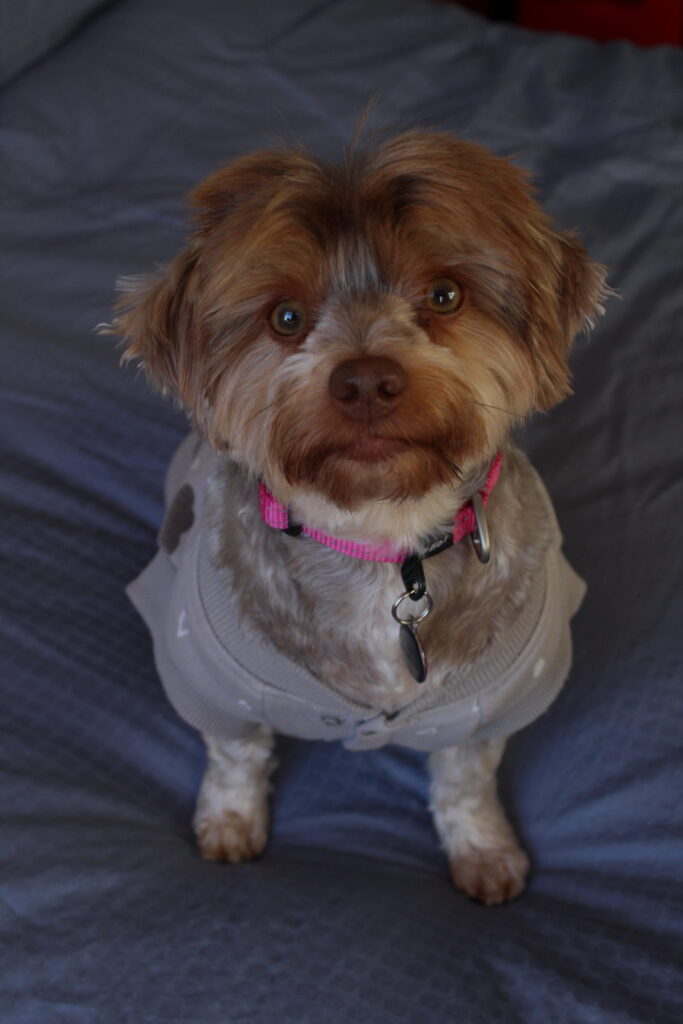 Luna - Pet photography